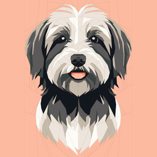 Pink Havanese